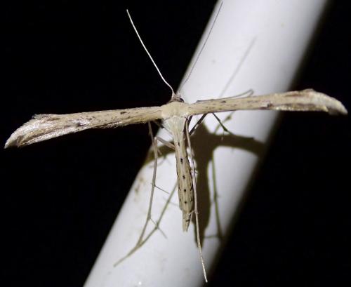 Emmelina monodactyla