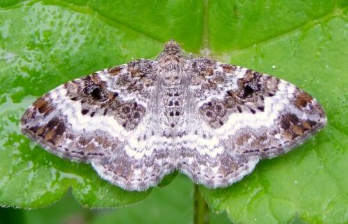 Epirrhoe alternata