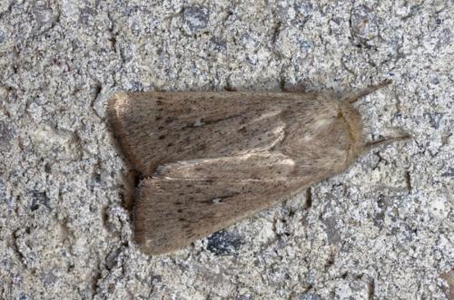 Réf. 215 413 : Mythimna sicula