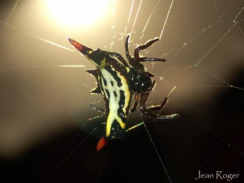 Réf. 215 516 : Gasteracantha sp.