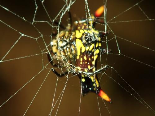 Réf. 215 517 : Gasteracantha sp.