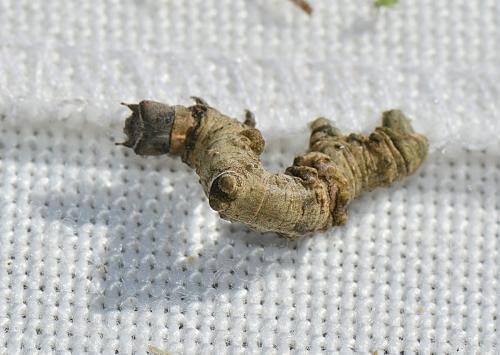 Réf. 215 997 : Selenia lunularia