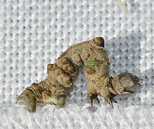 Réf. 215 998 : Selenia lunularia