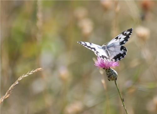 Melanargia galathea