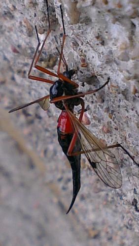 Tanyptera atrata