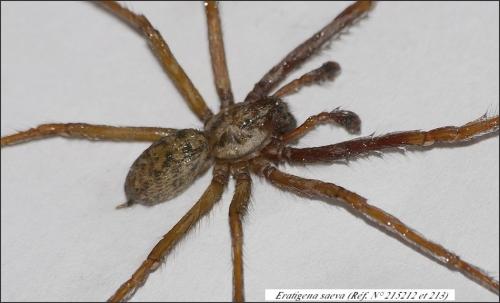 Eratigena saeva