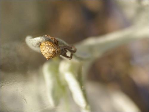 Hyptiotes sp.