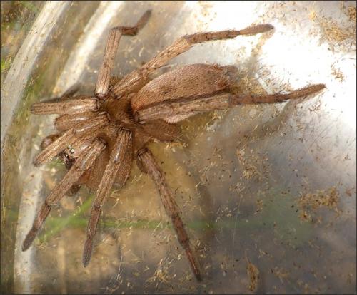 Drassodes sp.