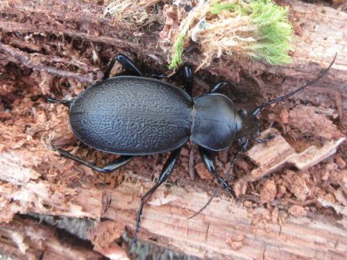 Réf. 215 584 : Carabus coriaceus