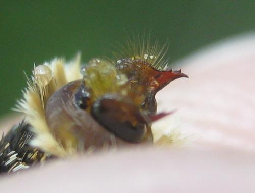 Melitaea deione