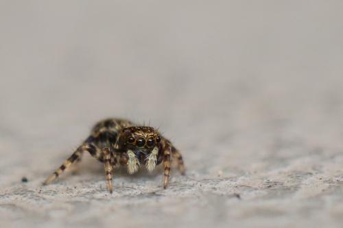 Pseudeuophrys erratica