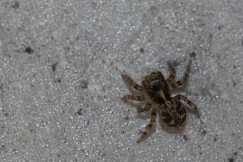 Pseudeuophrys erratica