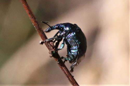 Byctiscus betulae