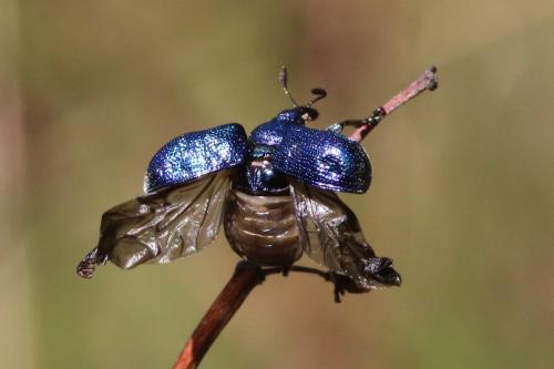 Byctiscus betulae