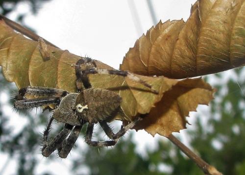 Araneus angulatus