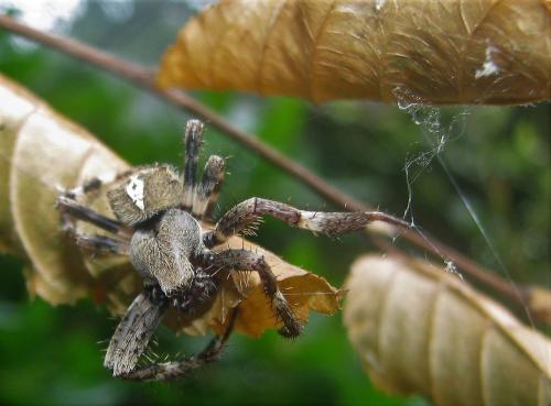 Araneus angulatus