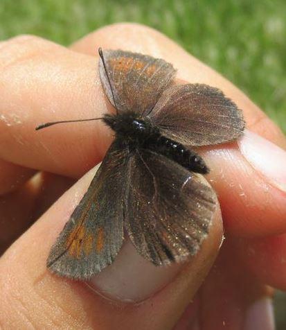 Réf. 215 590 : Erebia epiphron