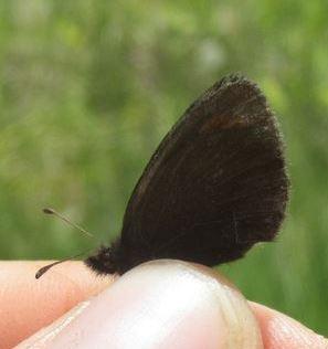 Erebia epiphron