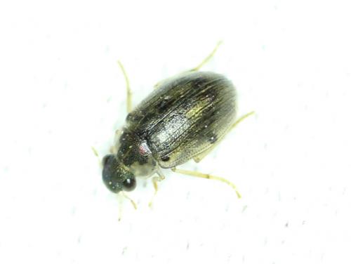 Berosus sp.