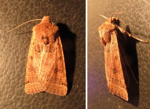 Agrochola lunosa