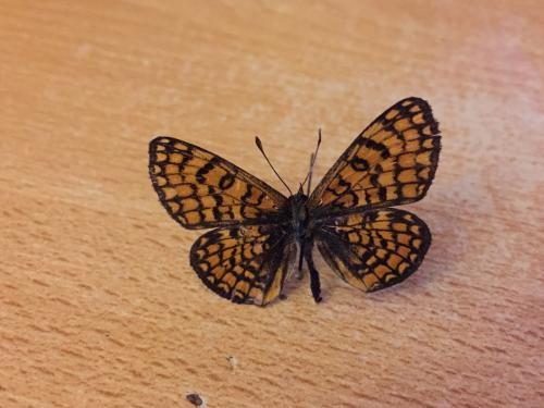 Melitaea deione