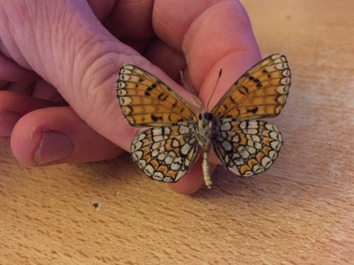 Melitaea deione