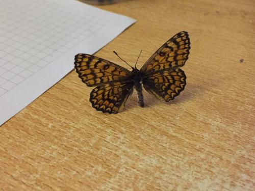 Melitaea deione