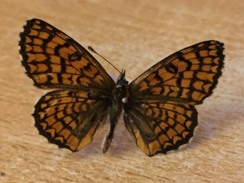 Melitaea deione