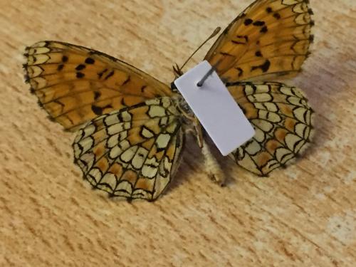 Melitaea deione
