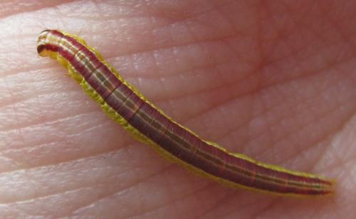 Réf. 215 357 : Nascia cilialis