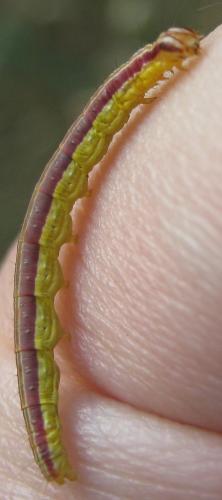 Réf. 215 356 : Nascia cilialis