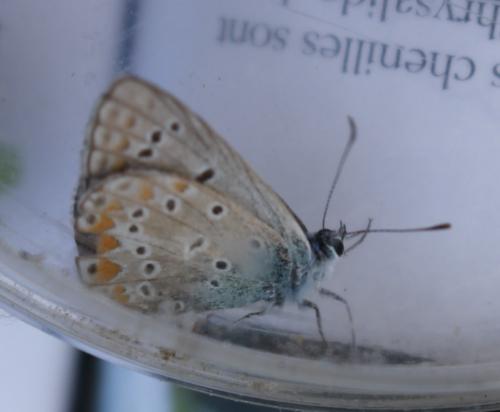 Réf. 215 591 : Polyommatus sp.