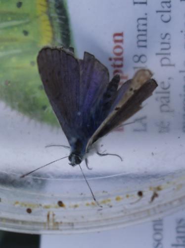 Réf. 215 592 : Polyommatus sp.