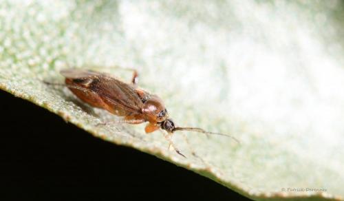 Réf. 215 710 : Harpocera thoracica