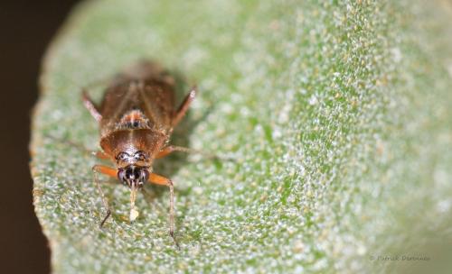 Réf. 215 711 : Harpocera thoracica