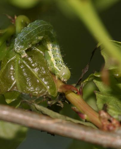 Réf. 215 714 : Cosmia trapezina