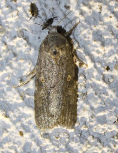 Spodoptera exigua