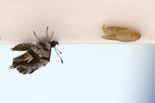 Cacyreus marshalli