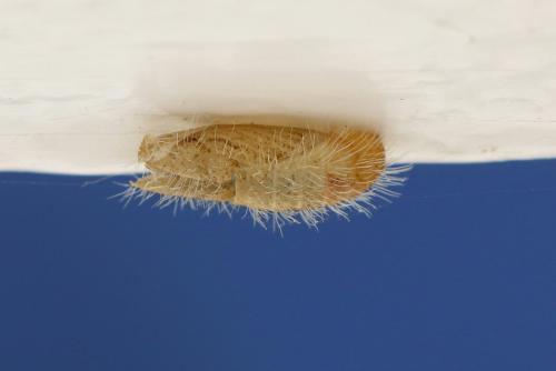 Cacyreus marshalli