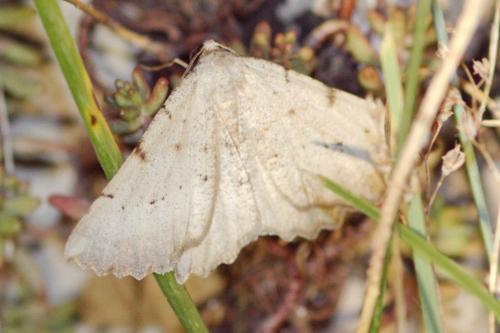 Gnophos dumetata