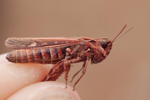Réf. 215 134 : Omocestus raymondi raymondi
