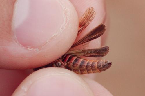 Réf. 215 135 : Omocestus raymondi raymondi