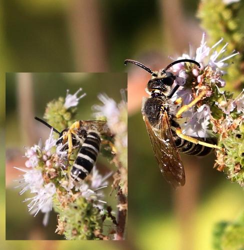 Halictus scabiosae