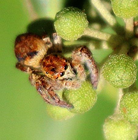 Réf. 215 526 : Carrhotus xanthogramma