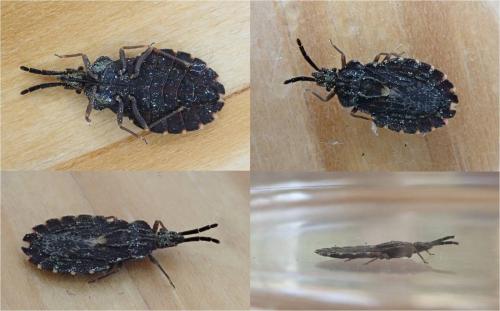 Aradus betulinus