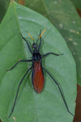 Zelurus sp.