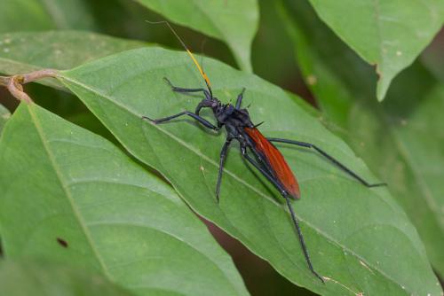 Zelurus sp.