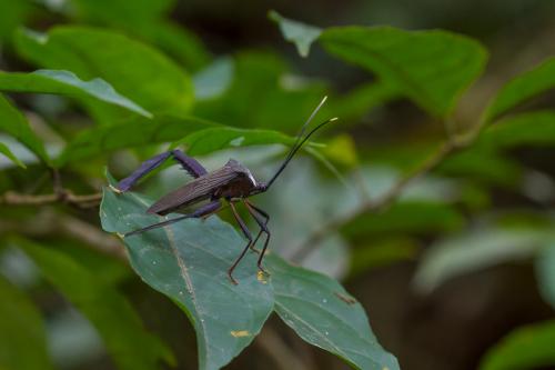Acanthocephala sp.