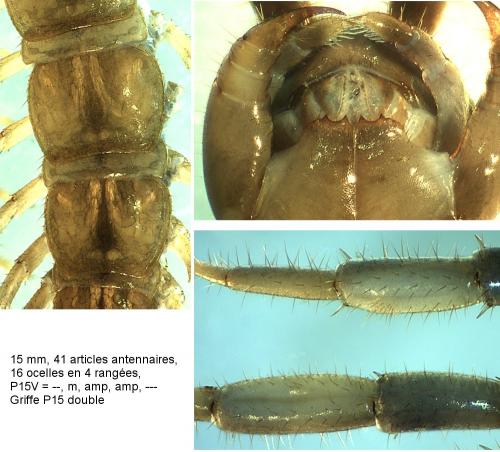 Réf. 215 071 : Lithobius mutabilis
