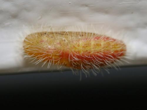 Réf. 215 066 : Cacyreus marshalli